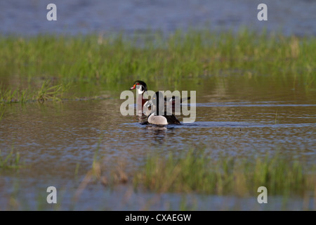 Ring – Necked duck Stockfoto