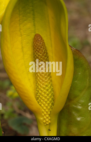 Gelbe Skunk Cabbage (Lysichiton Americanum) Blüte, Nahaufnahme von Blütenständen. Garten Herkunft. Powys, Wales. März. Stockfoto