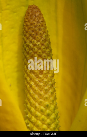 Gelbe Skunk Cabbage (Lysichiton Americanum) Blüte, Nahaufnahme von Blütenständen. Garten Herkunft. Powys, Wales. März. Stockfoto