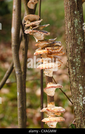 Erle Halterung Pilze (Inonotus Radiatus) Fruchtkörper in einem Garten. Powys, Wales. Stockfoto