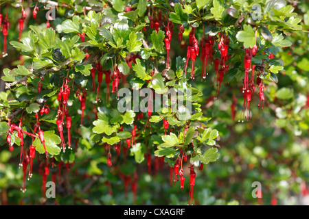 Blüten in Fuchsia-geblümten Stachelbeere (Ribes Speciosum) in einem Garten. Powys, Wales. März. Stockfoto