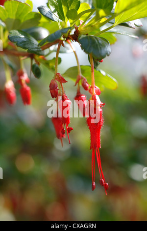 Blüten in Fuchsia-geblümten Stachelbeere (Ribes Speciosum) in einem Garten. Powys, Wales. März. Stockfoto