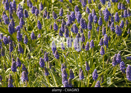 Grape Hyacinth (Muscari sp) Masse in einem Garten blühen. Powys, Wales. März. Stockfoto