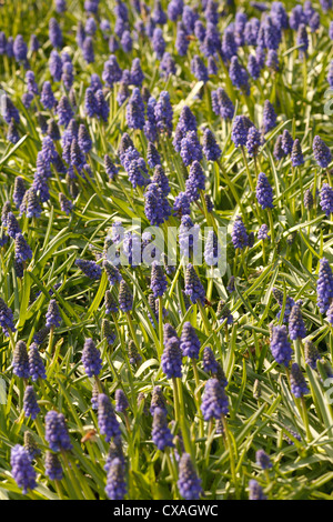 Grape Hyacinth (Muscari sp) Masse in einem Garten blühen. Powys, Wales. März. Stockfoto