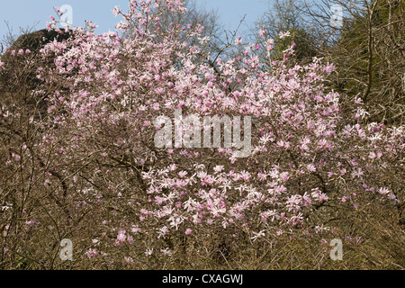 Großen Magnolie Baum (Magnolia sp) Blüte in einem Garten. Powys, Wales. März. Stockfoto