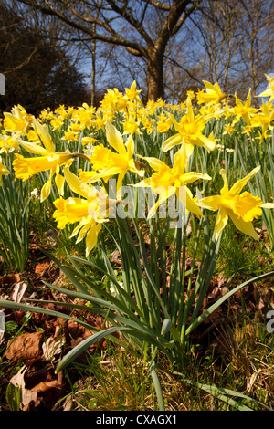 Narzissen (Narcissus sp) Blüte unter Kirschbäumen in einem Garten. Powys, Wales. März Stockfoto