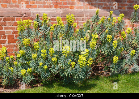 Großen Mittelmeer-Wolfsmilch (Euphorbia Characias) "John Tomlinson". Blüte in einem Garten. Powys, Wales. März Stockfoto