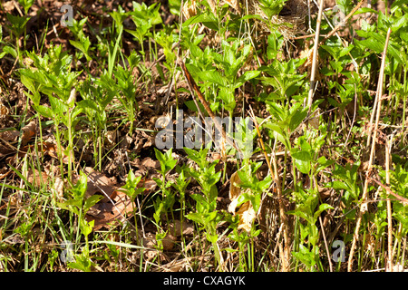 Hunde Quecksilber (Mercurialis Perennis) blühen. Powys, Wales. März Stockfoto