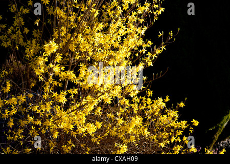 Winter-Forsythien (Forsythia x Intermedia) blühen im zeitigen Frühjahr. Garten Strauch. Powys, Wales. März Stockfoto