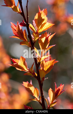 Wachsenden Triebe von Spiraea Japonica 'Goldflame' im zeitigen Frühjahr. Garten Strauch. Powys, Wales. März Stockfoto