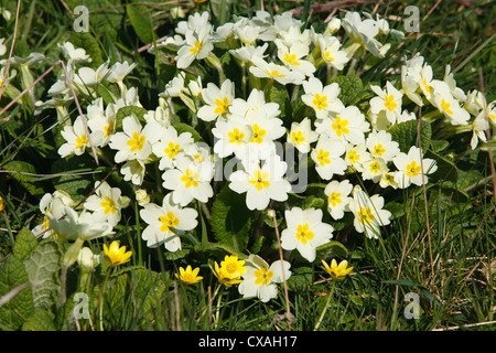 Primel (Primula Vulgaris) Blüte. Powys, Wales. März Stockfoto