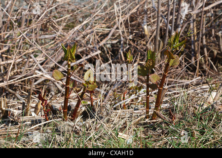 Neuer Frühling schießt der Japanische Staudenknöterich (Fallopia Japonica). Invasive Arten eingeführt. Ceredigion, Wales. März Stockfoto