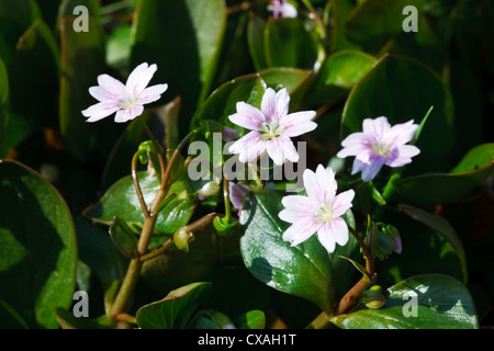 Portulak (Claytonia Sibirica) Blüte rosa. Ceredigion, Wales. März Stockfoto