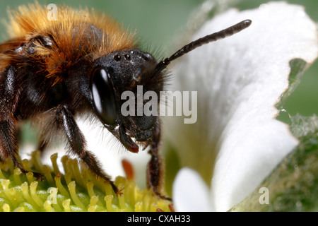 Weibliche Bergbau Biene Andrena bicolor Fütterung auf eine kultivierte Erdbeere Blume. Powys, Wales. April Stockfoto