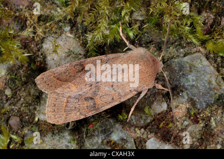 Gemeinsamen Quäker Motte (Orthosia Cerasi). Powys, Wales. Stockfoto