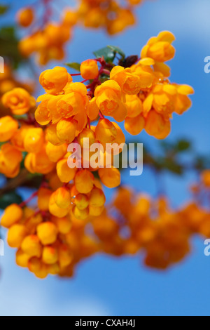 Berberis Darwinii Blüte in einem Garten. Powys, Wales. April Stockfoto