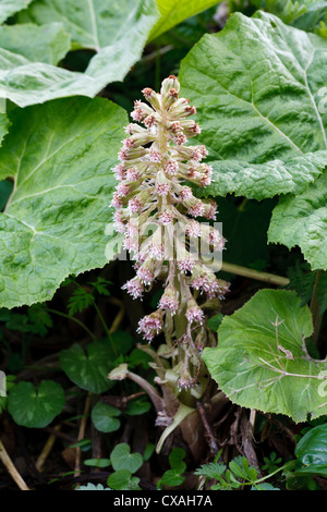 Gemeinsamen Pestwurz (Petasites Hybridus) männlichen Pflanzen blühen. Powys, Wales. April. Stockfoto