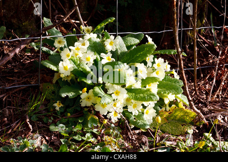 Primel (Primula Vulgaris) Blüte an der Basis der Hecke. Powys, Wales. Stockfoto