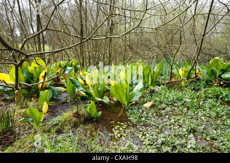 Gelbe Blüte Skunk Cabbage (Lysichiton Americanum). Eingebürgert in nassen fahl Wald. Powys, Wales. April. Stockfoto