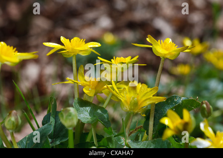 Kleinen Celandines (Ranunculus Ficaria) blühen. Powys, Wales, UK. Stockfoto