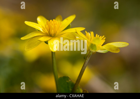 Blumen des kleinen Celandines (Ranunculus Ficaria)... Powys, Wales. April Stockfoto