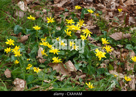 Kleinen Celandines (Ranunculus Ficaria). Powys, Wales, UK. Stockfoto