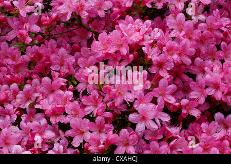 Hybrid-Azalee (Rhododendron SP.) rosa blühende Sorte blüht in einem Garten. Powys, Wales. Mai. Stockfoto