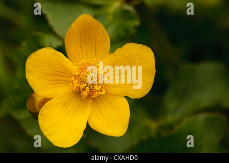 Sumpfdotterblumen oder Marsh Marigold (Caltha Palustris) Blume. Powys, Wales. Mai Stockfoto