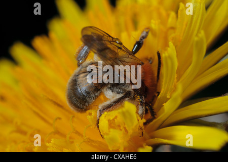 Weibliche Bergbau Biene Andrena Haemorrhoa Fütterung in eine Blume Löwenzahn. Powys, Wales. Mai. Stockfoto