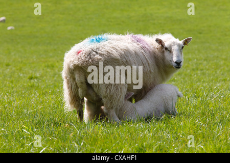 Kreuz-gezüchteten Ewe Fütterung zwei Lämmer am Biobauernhof. Powys, Wales. Mai. Stockfoto