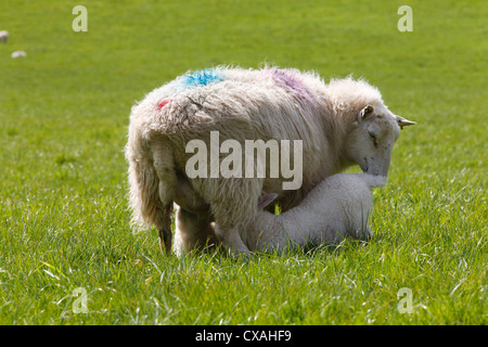 Kreuz-gezüchteten Ewe Fütterung zwei Lämmer am Biobauernhof. Powys, Wales. Mai. Stockfoto