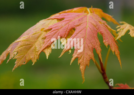 Zucker-Ahorn (Acer Saccharum) Blätter im Frühjahr neue. Garten Baum. Powys, Wales. Mai. Stockfoto