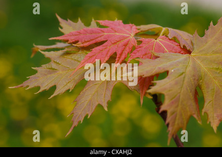 Zucker-Ahorn (Acer Saccharum) Blätter im Frühjahr neue. Garten Baum. Powys, Wales. Mai. Stockfoto