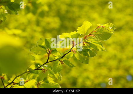 Frischen Frühling Blätter der Rotbuche (Fagus Sylvatica). Powys, Wales. Mai Stockfoto