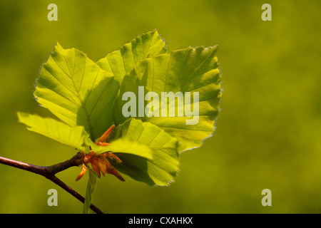 Frischen Frühling Blätter der Rotbuche (Fagus Sylvatica). Powys, Wales. Mai Stockfoto