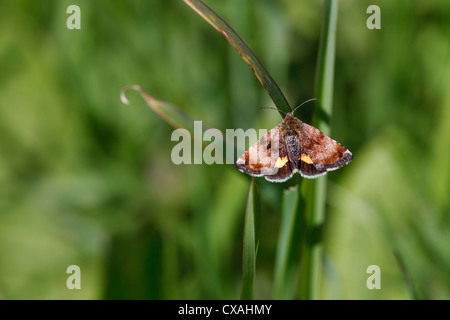 Kleine gelbe Underwing Motte (Panemeria Tenebrata) auf einer Wiese. Tag-fliegen-Arten. Powys, Wales. Mai. Stockfoto