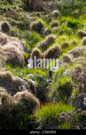 Grasbüschel lila Moor Gras (Molinia Caerulea) im Frühjahr. Powys, Wales. Mai. Stockfoto