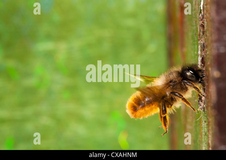 Weibliche rote Mauerbiene (Osmia Bicornis) in ihr Nest Loch. Powys, Wales. Mai. Stockfoto