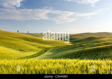 Weiten Blick über den grünen Hügeln der Toskana in Italien Stockfoto