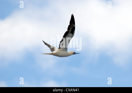 Eine Red-footed Sprengfallen im Flug. Lateinischer Name Sula Sula. Stockfoto