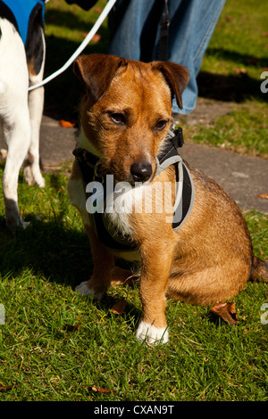 Zwei Jack Russell terrier führt in Gurten und auf sitzen und von Besitzerin geschult. Stockfoto