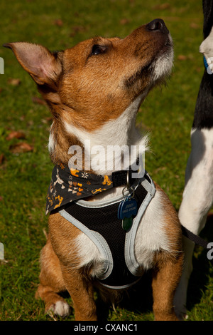 Zwei Jack Russell terrier führt in Gurten und auf sitzen und von Besitzerin geschult. Stockfoto