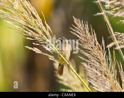 Brillentragende Bulbul Pycnonotus Xanthopygos auch als gelbe belüftete Bulbul thront auf Reed stammen Südtürkei september Stockfoto