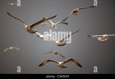 Wismar, Möwen im Flug Stockfoto