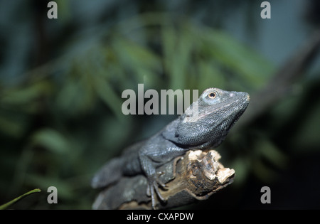 Australien, Tierwelt, einheimischen Reptilien, Jacky Drache Eidechse. Stockfoto
