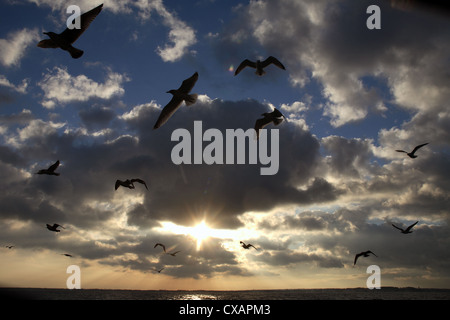 Wismar, Möwen im Flug in der Dämmerung Stockfoto