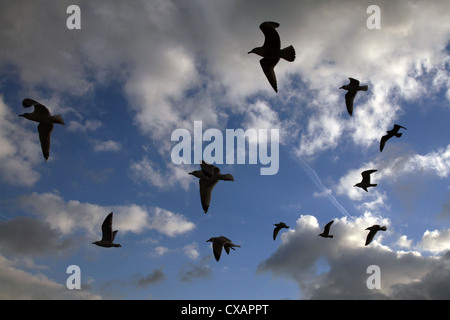 Wismar, Möwen im Flug Stockfoto