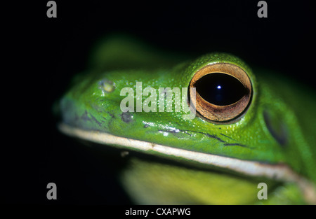 Australien, Tierwelt, einheimische Tiere, Frösche, Laubfrosch, Nahaufnahme des Auges. Stockfoto