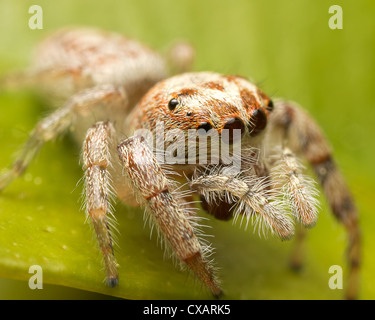 Springenden Spinne sitzt auf einem Blatt Stockfoto