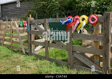 Preisgekröntes Masham-Schaf in Pens auf der Egton Show im Sommer North York Moors National Park North Yorkshire England Großbritannien Stockfoto